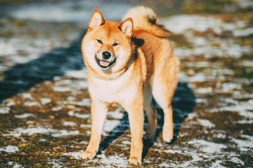 Beautiful Young Red Shiba Inu Dog Staying Outdoor