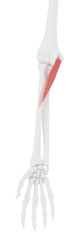 3d rendered medically accurate illustration of the Pronator Teres