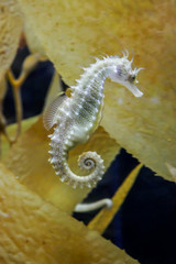 Sea horse in closeup, Seawater fish in aquarium