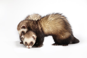 Standard color ferret female couple posing in studio