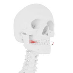 Obraz premium 3d rendered medically accurate illustration of the Risorius