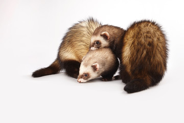 Standard color ferret female couple posing in studio