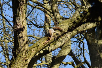 Grey Squirrel up a tree