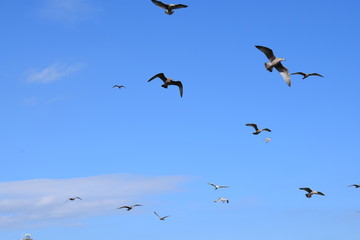 Fototapeta na wymiar Flock of Sea Gulls