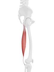 3d rendered medically accurate illustration of the Semitendinosus
