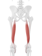 3d rendered medically accurate illustration of the Semitendinosus