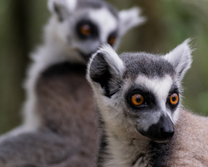 Ring tailed lemur