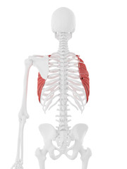 3d rendered medically accurate illustration of the Serratus Anterior