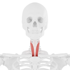 3d rendered medically accurate illustration of the Sternothyroid