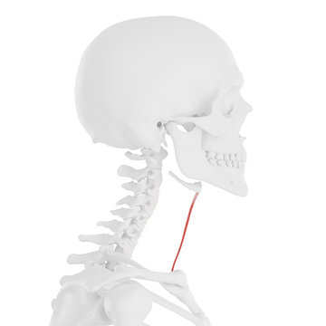3d rendered medically accurate illustration of the Sternohyoid