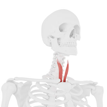 3d rendered medically accurate illustration of the Sternothyroid