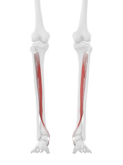 3d rendered medically accurate illustration of the Tibialis Posterior