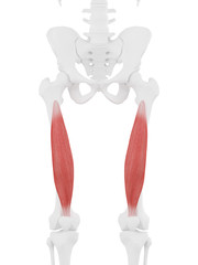 3d rendered medically accurate illustration of the Vastus Intermedius
