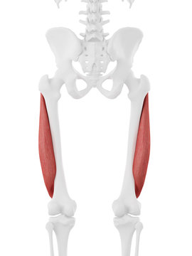 3d rendered medically accurate illustration of the Vastus Lateralis