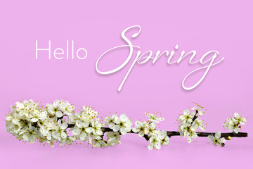 Hello Spring text and spring flowers