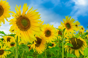 Field of  bright yellow sunflowers and blue sky