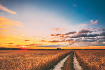 Fototapeta premium Rural Countryside Road Through Wheat Field Landscape. Yellow Barley Field In Summer. Harvest Season