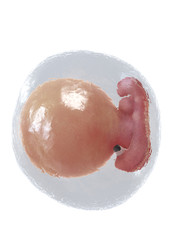 3d rendered medically accurate illustration of a human fetus - week 5