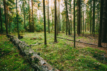Fallen trees in green coniferous forest reserve