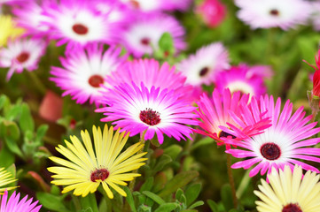 Livingstone daisy flowers