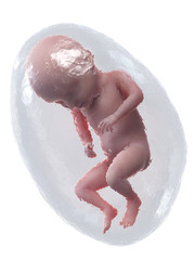 3d rendered medically accurate illustration of a human fetus - week 31