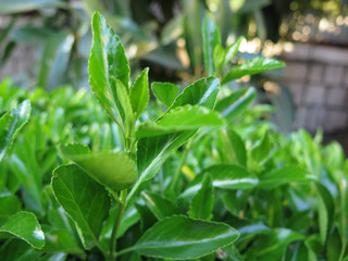 bright leaves of bush