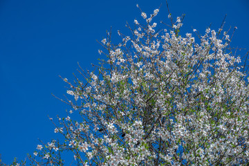 almond tree blossoms against blue sky