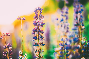 Naklejka na ściany i meble Overblown Wild Flowers Lupine, Lupinus In Summer Field Meadow At Sunset Sunrise. Close Up, Copyspace