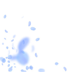 Dark blue flower petals falling down. Unequaled ro