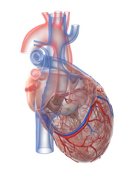 3d rendered medically accurate illustration of the human heart anatomy