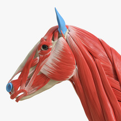 3d rendered medically accurate illustration of the equine muscle anatomy - head muscles © Sebastian Kaulitzki