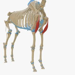 3d rendered medically accurate illustration of the equine muscle anatomy - Biceps Brachii © Sebastian Kaulitzki