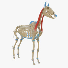 3d rendered medically accurate illustration of the equine muscle anatomy - Cleidobrachialis