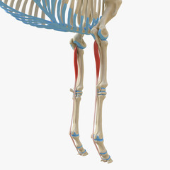 Obraz na płótnie Canvas 3d rendered medically accurate illustration of the equine muscle anatomy - Deep Digital Flexor