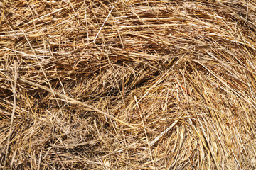 Texture of straw and hay closeup. Stack.