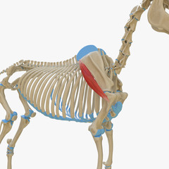 3d rendered medically accurate illustration of the equine muscle anatomy - Deltoideus
