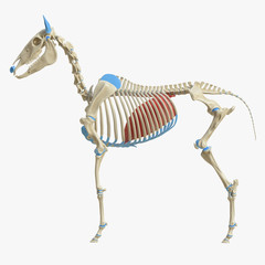 Fototapeta premium 3d rendered medically accurate illustration of the equine muscle anatomy - Diaphragm