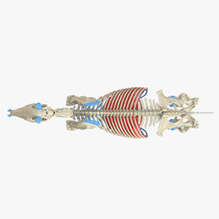 3d rendered medically accurate illustration of the equine muscle anatomy - Diaphragm