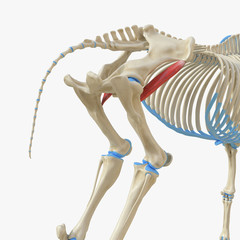 3d rendered medically accurate illustration of the equine muscle anatomy - Iliacus © Sebastian Kaulitzki