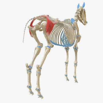 3d rendered medically accurate illustration of the equine muscle anatomy - Gluteus Superficialis