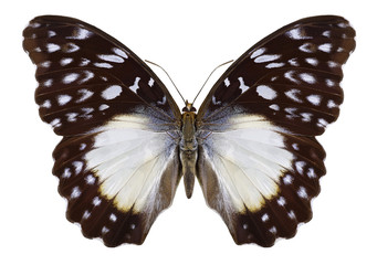 Fototapeta premium Butterfly Cymothoe beckeri on a white background