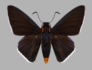 Butterfly Pyrrhopyge papius on a gray background