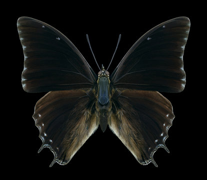 Butterfly Charaxes etheocles carpenter on a black background