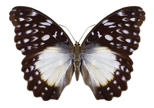 Butterfly Cymothoe beckeri on a white background