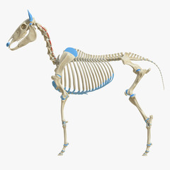 Fototapeta premium Renderowane z medycznego punktu widzenia odwzorowanie anatomii mięśni koni w 3D - intertransversarii dorsales cervicis