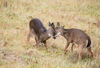 Two young White Tailed Bucks play fighting in Cades Cove.