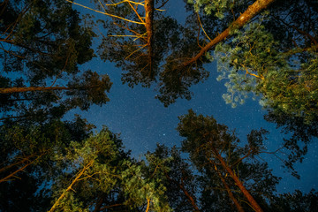 Natural Real Night Starry Sky Above Green Pine Trees In Forest Park. Background Of Night Sky...