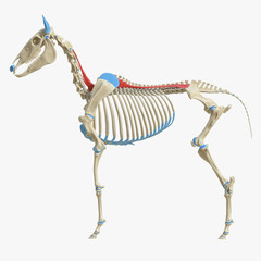 3d rendered medically accurate illustration of the equine muscle anatomy - Longissimus