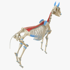 3d rendered medically accurate illustration of the equine muscle anatomy - Longissimus © Sebastian Kaulitzki