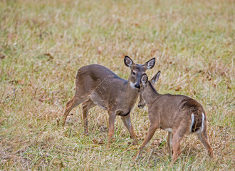Two young White Tailed Bucks play fighting in Cades Cove.